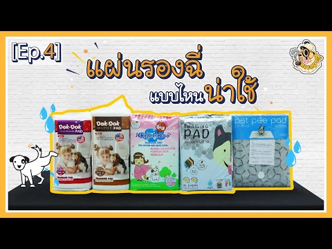 หมาอยากรู้ [Ep.4] รีวิวแผ่นรองฉี่สำหรับสุนัข